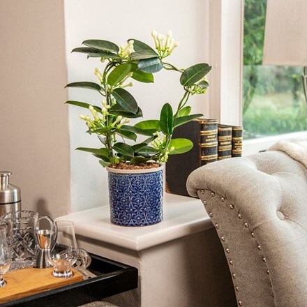 Picture of Stephanotis floribunda and pot cover