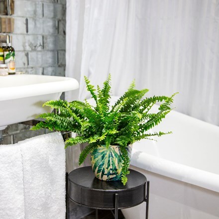Picture of Nephrolepis exaltata Green Lady and pot cover