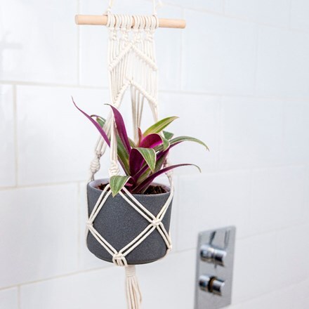 Picture of Tradescantia spathacea Sitara and pot cover