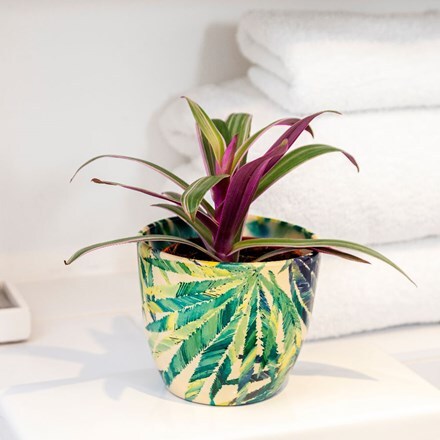 Picture of Tradescantia spathacea Sitara and pot cover