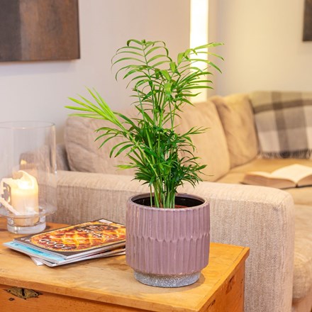 Picture of Chamaedorea elegans and pot cover