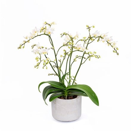 Phalaenopsis White Willd Orchid and pot cover