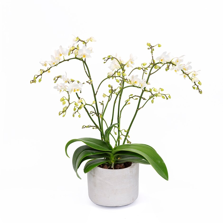 Phalaenopsis 'White Willd Orchid' - moth orchid & pot combination