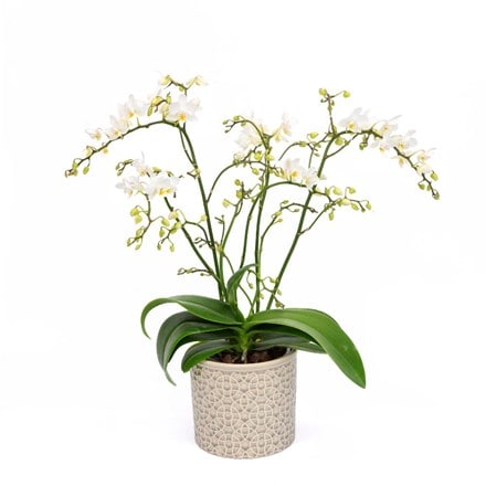 Phalaenopsis White Willd Orchid and pot cover