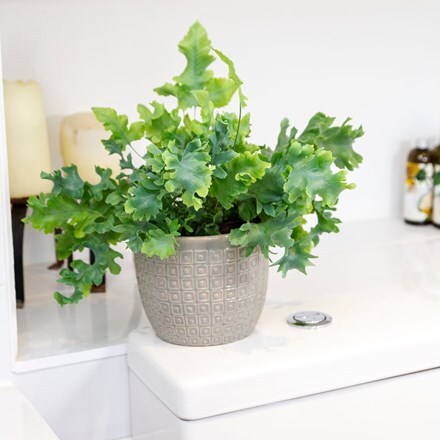 Picture of Phlebodium aureum Davana and pot cover