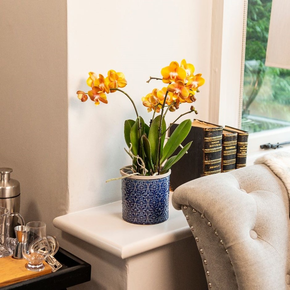 Phalaenopsis 'Las Vegas' - moth orchid & pot cover combination