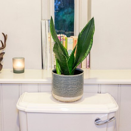 Picture of Sansevieria trifasciata Silver Flame and pot cover