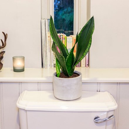 Picture of Sansevieria trifasciata Silver Flame and pot cover