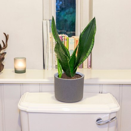 Picture of Sansevieria trifasciata Silver Flame and pot cover