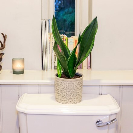 Picture of Sansevieria trifasciata Silver Flame and pot cover