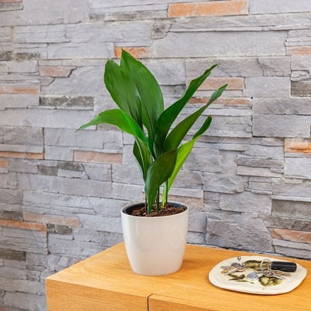 Picture of Aspidistra elatior and pot cover