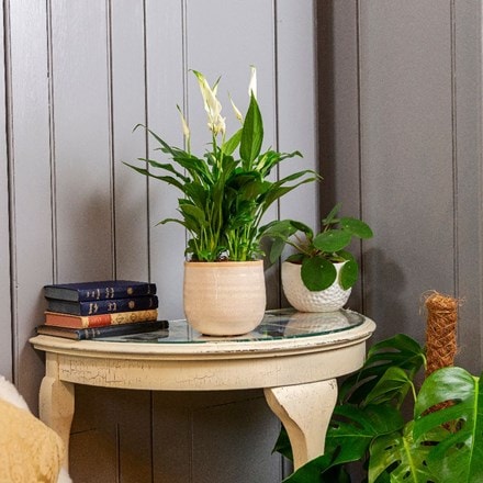 Picture of Spathiphyllum wallisii Bellini and pot cover