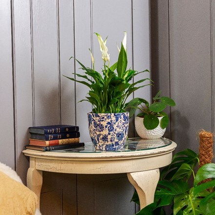 Picture of Spathiphyllum wallisii Bellini and pot cover