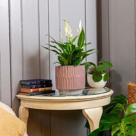 Picture of Spathiphyllum wallisii Bellini and pot cover