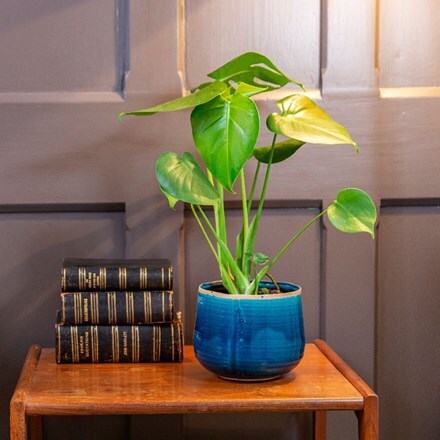 Picture of Monstera deliciosa and pot cover