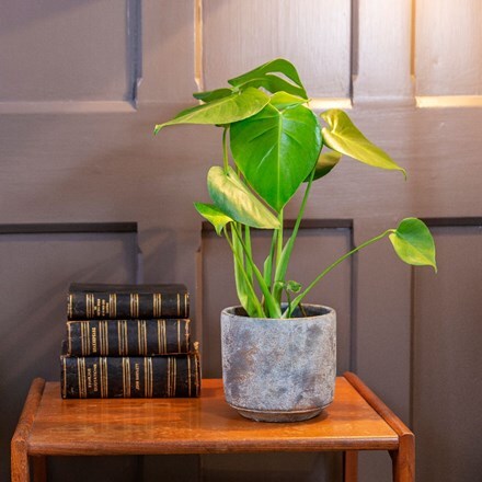 Picture of Monstera deliciosa and pot cover