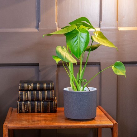 Picture of Monstera deliciosa and pot cover
