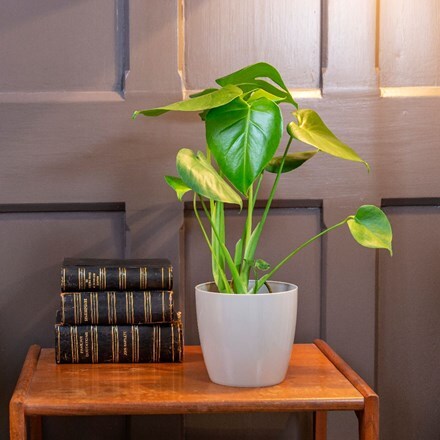 Picture of Monstera deliciosa and pot cover