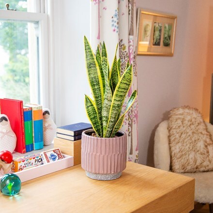 Picture of Sansevieria trifasciata var. laurentii and pot cover