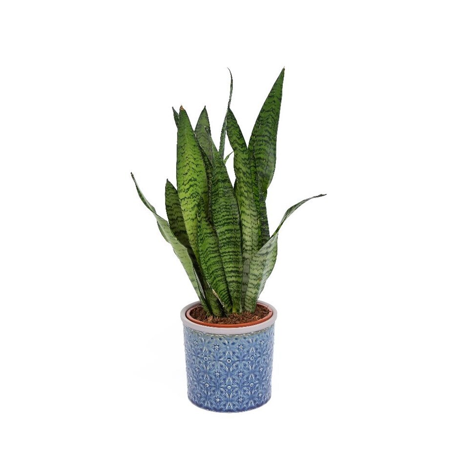 Sansevieria zeylanica - mother-in-law's tongue / snake plant & pot combination