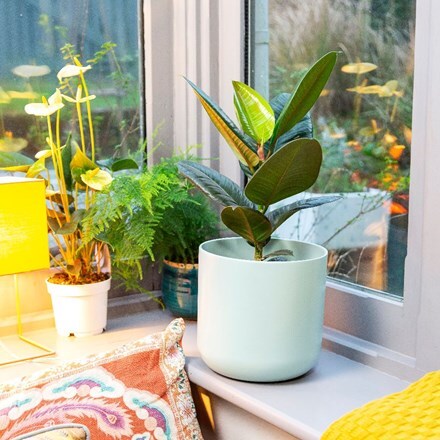 Picture of Ficus elastica Robusta and pot cover