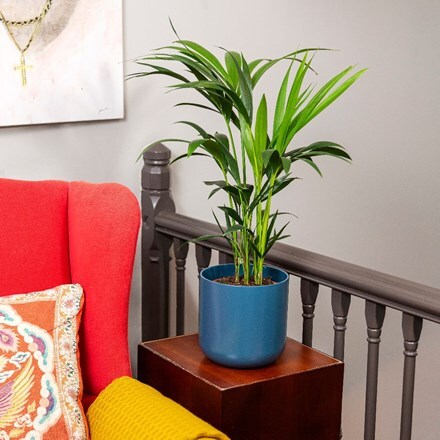 Picture of Howea forsteriana and pot cover