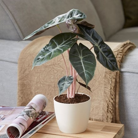 Alocasia Pink Dragon and pot cover