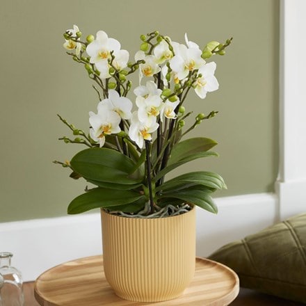 Phalaenopsis Bellissimo Bella and pot cover