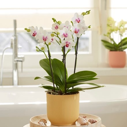Phalaenopsis Boquetto Passione and pot cover