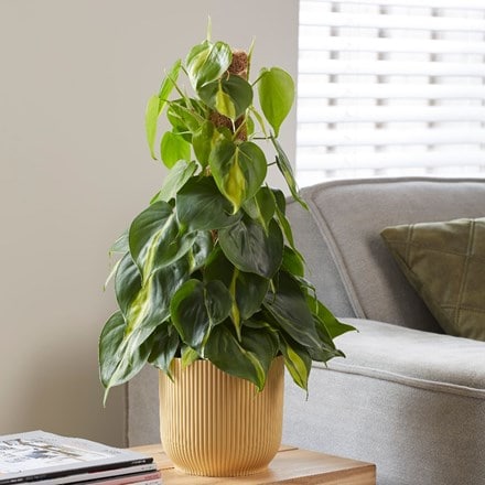 Philodendron scandens Brasil and pot cover
