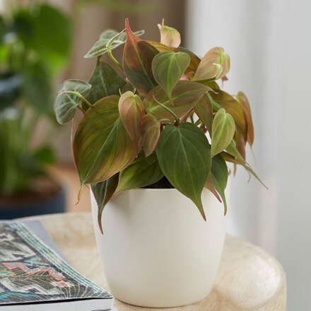 Philodendron scandens Micans and pot cover