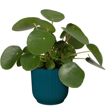 Pilea peperomioides and pot cover