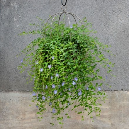 Lesser periwinkle & hanging plant cage - wide combination