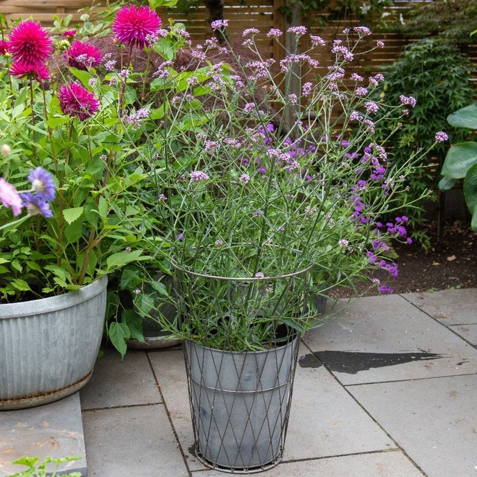 Planter in lattice basket surround & purple top