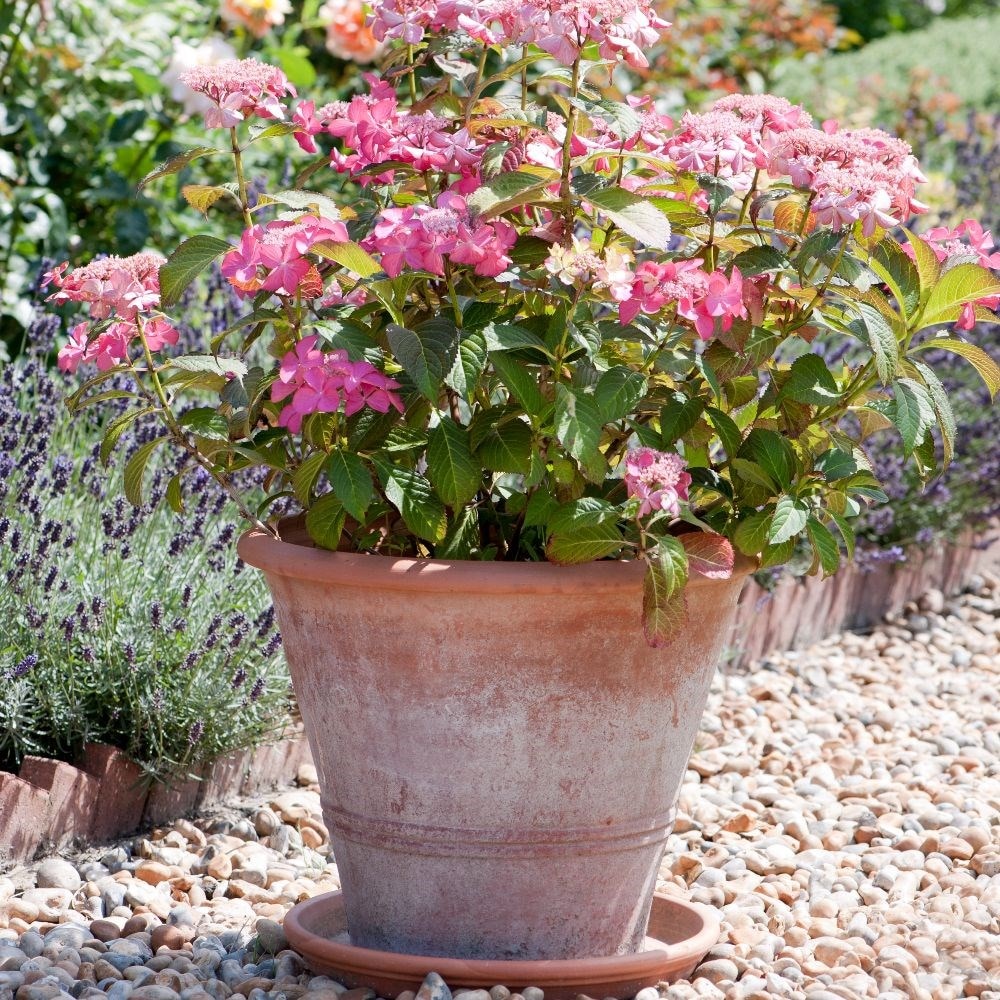 Image of Pink hydrangea in a terracotta pot