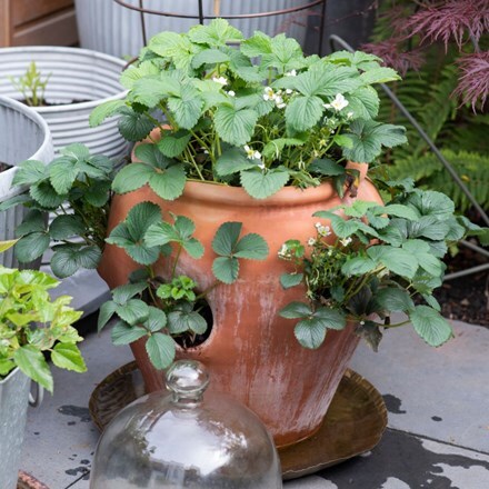 Terracotta strawberry pot & strawberry sonata - mid season fruiting
