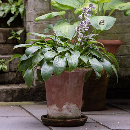 Terracotta flared rim pot & plantain lily