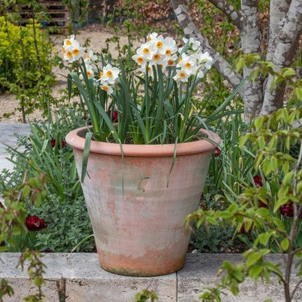 Sweet and fragrant daffodils and pot combination
