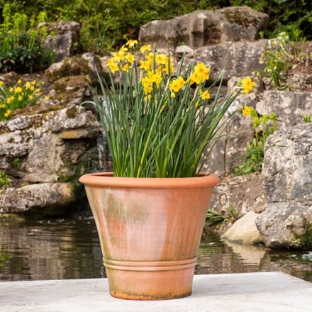 Multi-flowered daffodils and pot combination