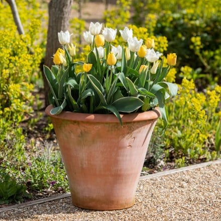 Cool water tulip and pot combination