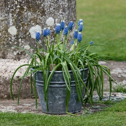 Muscari Touch of Snow and pot combination