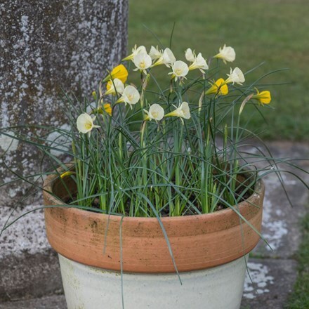 Rockery daffodil and pot combination
