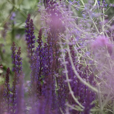 Moody blues plant combination