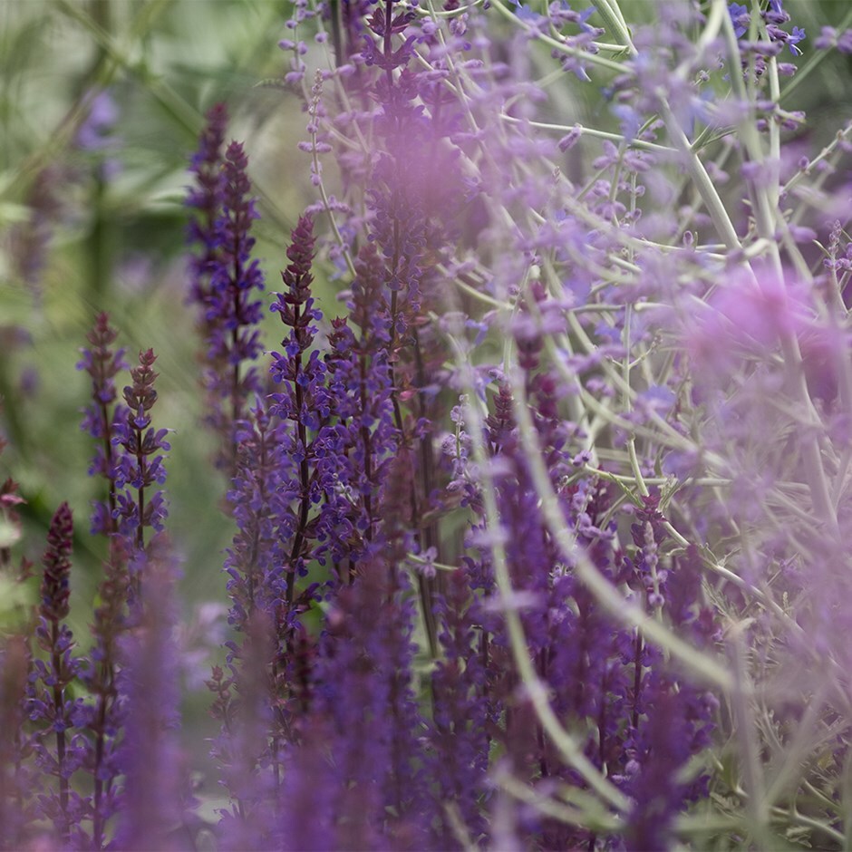 Moody blues plant combination