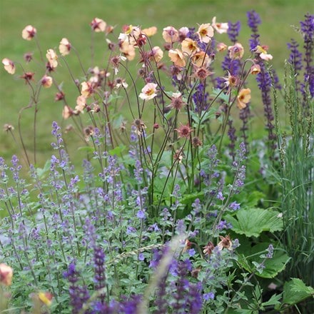 Dots & spires plant combination