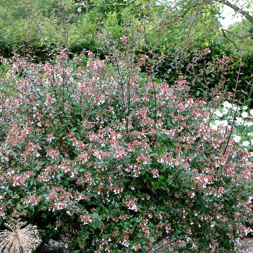 <i>Abelia</i> × <i>grandiflora</i>