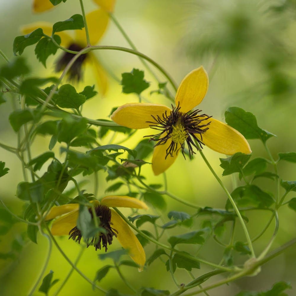 Product options image