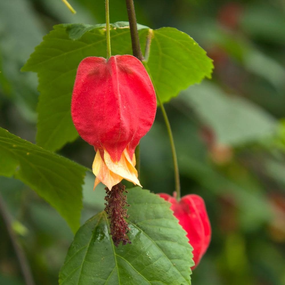 <i>Abutilon megapotamicum</i> 