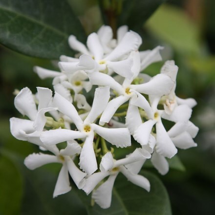 Picture of Trachelospermum jasminoides