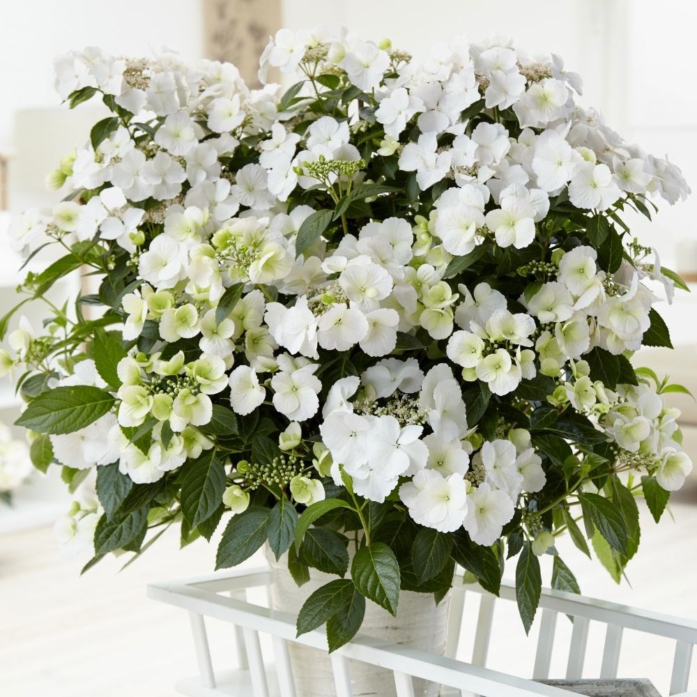 Hydrangea Runaway Bride Snow White USHYD0405 PBR RHS Chelsea Flower Show Plant of the Year 2018 garland hydrangea